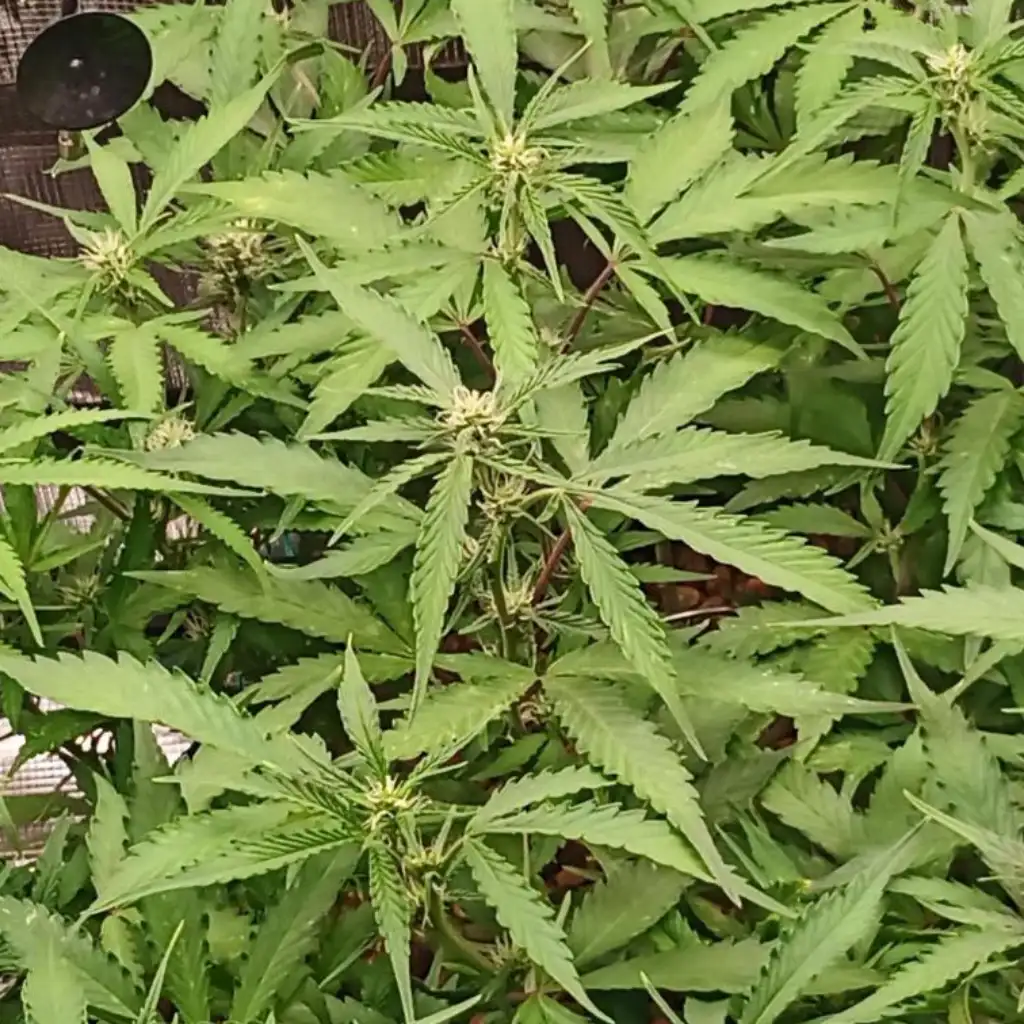 Exotic clones with green leaves and long stems, in full growth stage, showing a lush and healthy development.