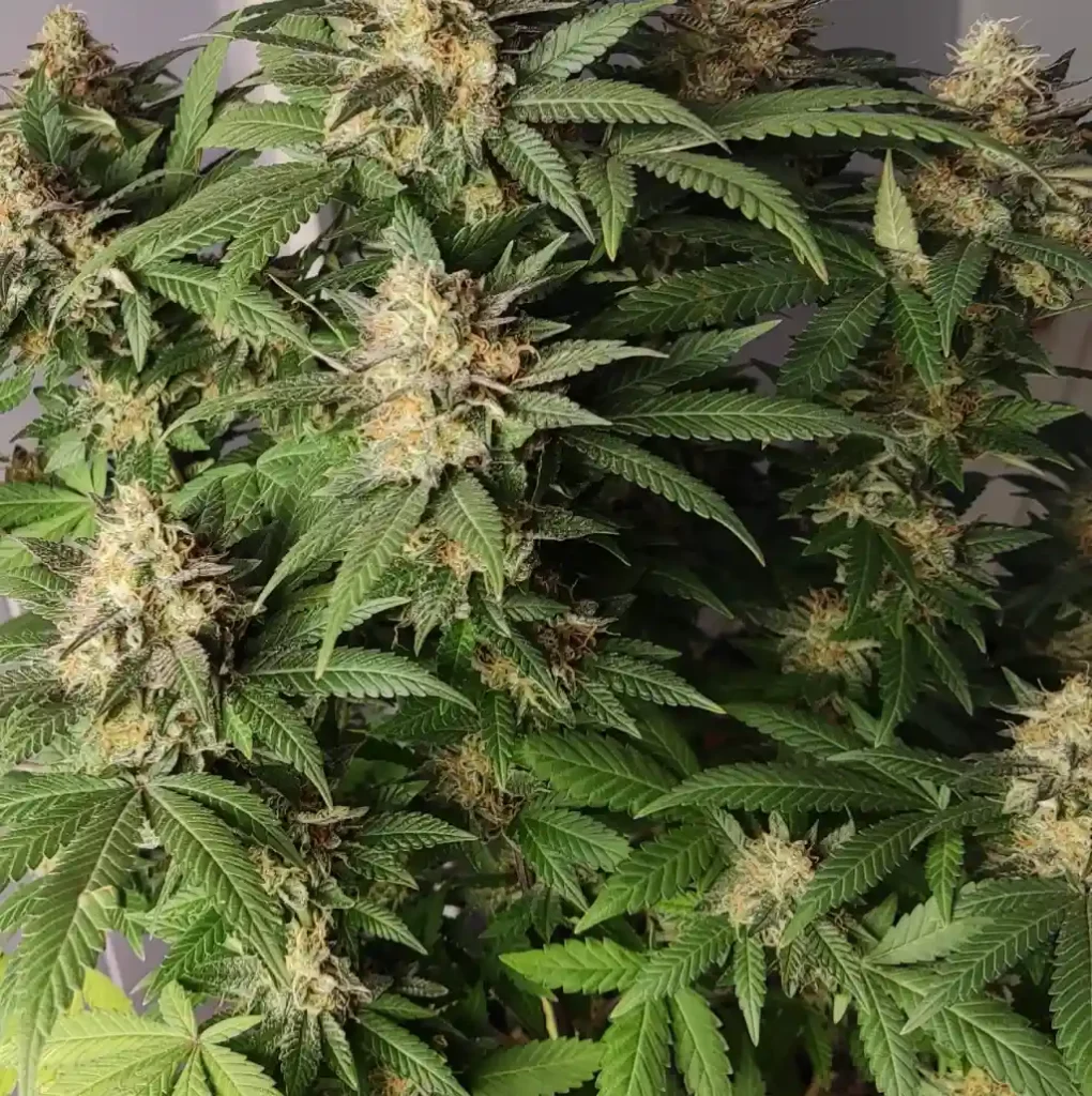 24K Gold Auto Weed Strain plant with dense buds and vibrant green leaves, displaying a robust flowering structure.