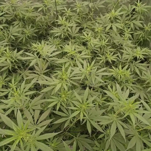 Dense canopy of AK47 Autoflower Strain plants with vibrant green leaves in a healthy vegetative stage.