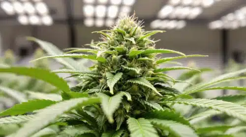 A close-up of cannabis buds showing early signs of flowering during the vegetative stage, potentially from accidental flowering.