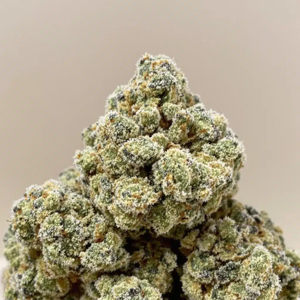 Close-up of frosty cheap THCA flower buds showcasing vibrant colors and dense trichomes.