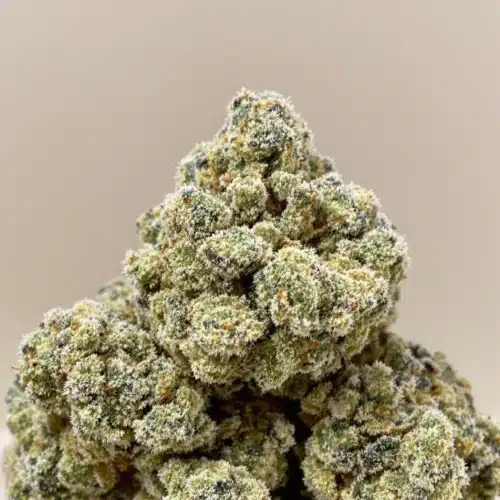 Close-up of frosty cheap THCA flower buds showcasing vibrant colors and dense trichomes.