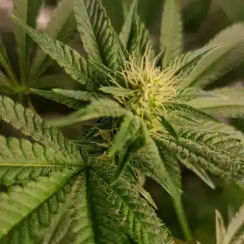 Close-up of Frosty Blue OG weed strain bud in early flowering stage, showing white pistils and trichome-covered leaves.