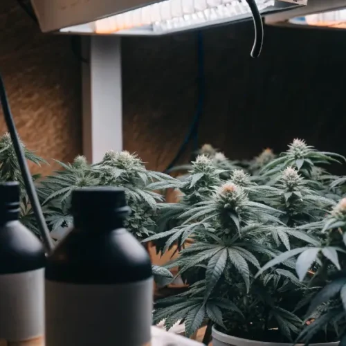 Cannabis plants under grow lights, with a nutrient chart displaying O-P-K ratios and elements like Magnesium, Calcium, Sulfur.