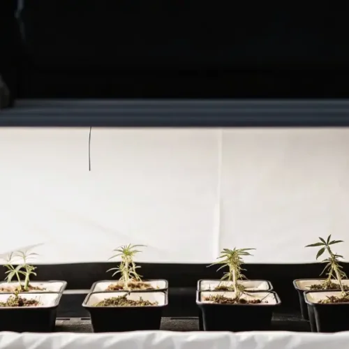 Cannabis clones under PPFD grow lights in a high-tech indoor cultivation setup.