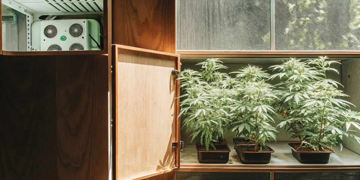 discreet cannabis micro-grow cabinet with ventilation system and young plants