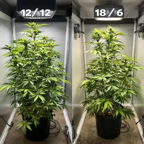 Cannabis plants grown under Autoflower 12/12 vs 18/6 light cycles showing differences in size and yield.