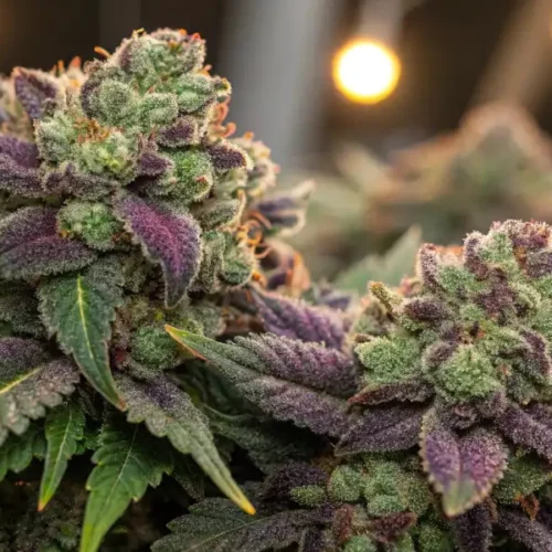 Cannabis buds with purple and green hues, illuminated by warm night light, highlighting trichomes.