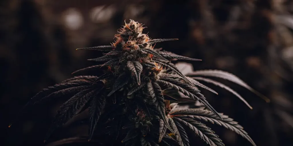 Close-up of a dense purple cannabis bud with frosty trichomes and green leaves.
