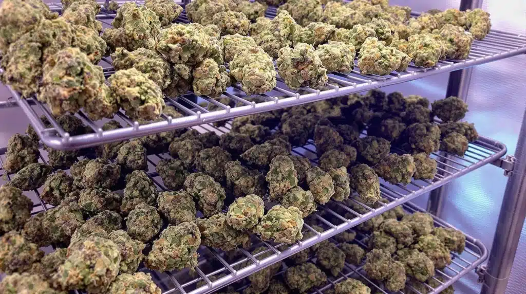 Cannabis buds drying in a controlled environment to answer do trichomes mature after harvest.