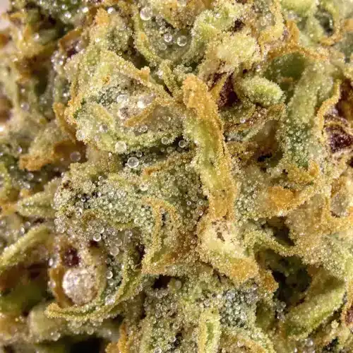 Trichomes on a cannabis flower showing clear, cloudy, and amber stages to explore do trichomes mature after harvest