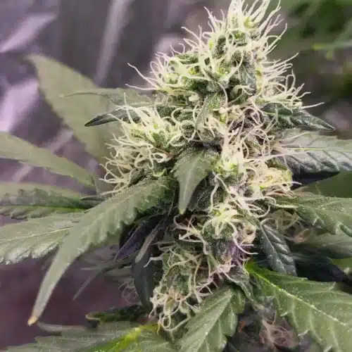 Close-up of Alaskan Purple weed strain showcasing dense buds with vibrant purple hues and frosty white pistils in an indoor grow room