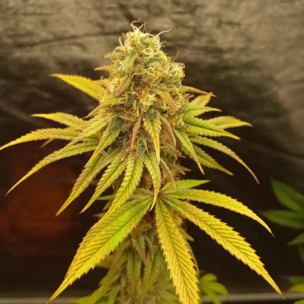 Close-up of Lava Cake Weed plant with dense buds and yellow-green leaves, highlighting flowering stage details