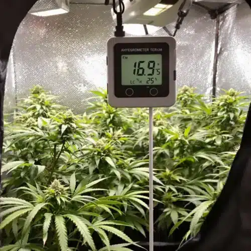 Digital hygrometer showing ideal temp and humidity for autoflowers in a grow tent with healthy plants.