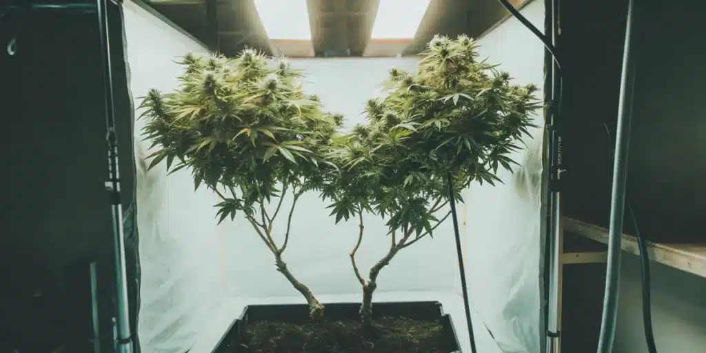 Two cannabis plants with trimmed lower branches, growing in a controlled indoor setup with reflective walls