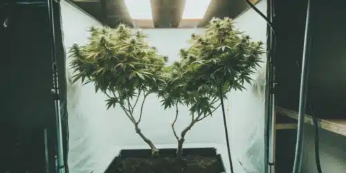 Two cannabis plants with trimmed lower branches, growing in a controlled indoor setup with reflective walls