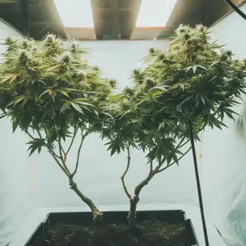Two cannabis plants with trimmed lower branches, growing in a controlled indoor setup with reflective walls