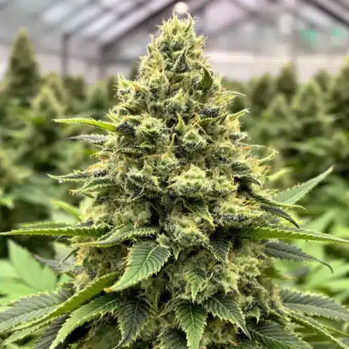 Close-up of resin-coated autoflower cannabis buds in a greenhouse.