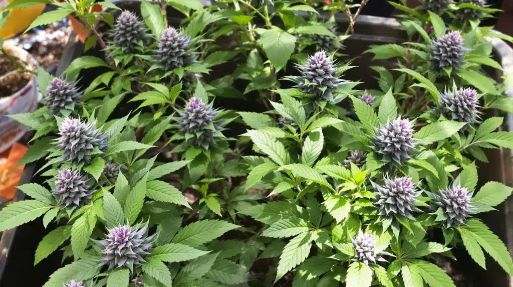 Compact Blueberry Auto plants in bloom with purple-tinged buds in a home garden.