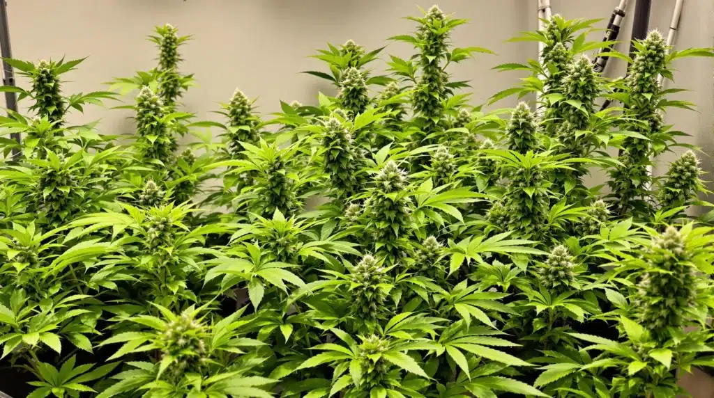 Lush indoor autoflower garden showcasing optimal growth with nutrient support