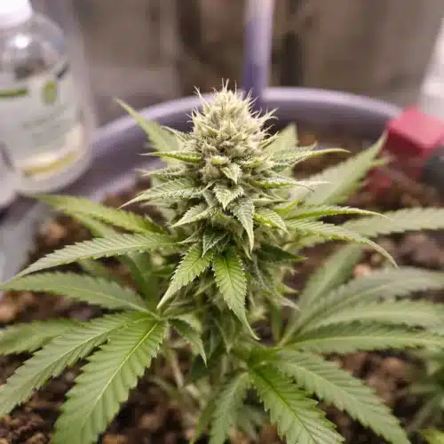 Healthy autoflowering cannabis plant thriving with liquid nutrient application.