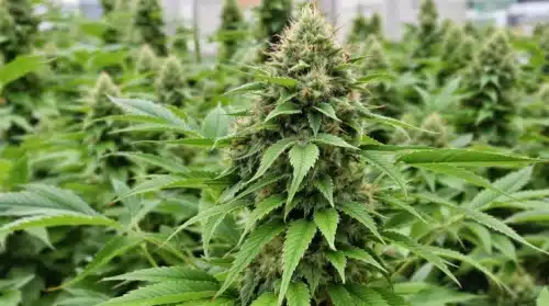 Outdoor cannabis plants producing dense buds thanks to bloom booster fertilizers.