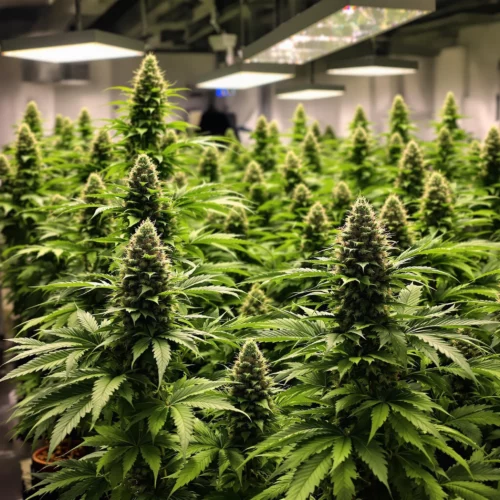 Indoor cannabis plants blooming with dense buds under optimal light.