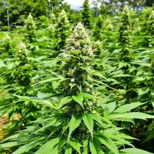 Healthy outdoor cannabis plants in full bloom phase with lush green leaves and resinous buds.