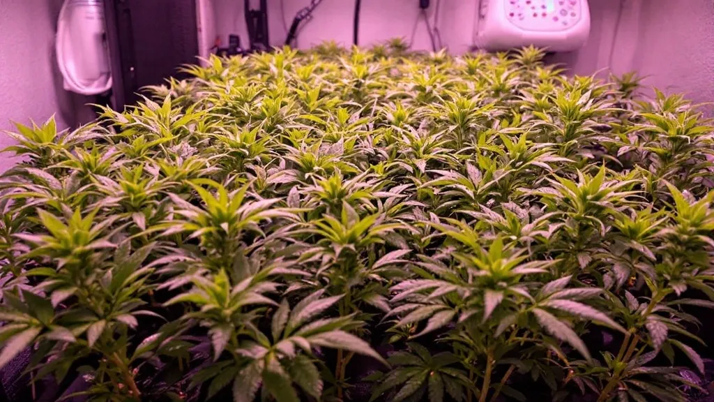 Northern Lights Auto plants in an indoor hydroponic system with vibrant green leaves and strong roots