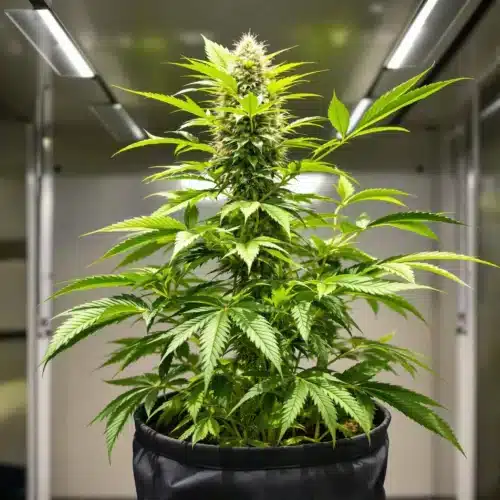 Healthy autoflower plant in best pot size for indoor growth.