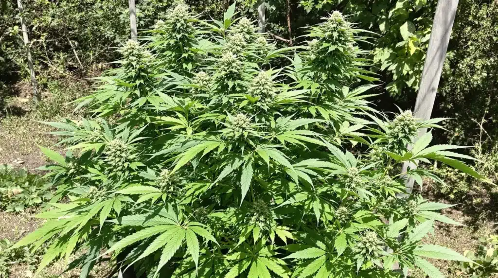 Outdoor autoflower in best pot size for maximum yield.