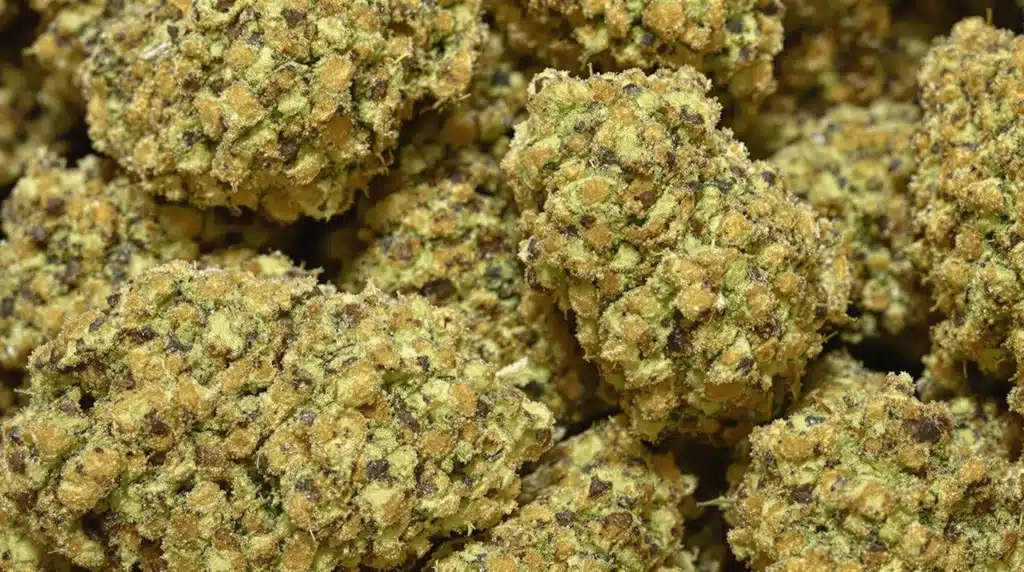 Close-up of resinous cannabis buds from high-yield strains ready for harvest.