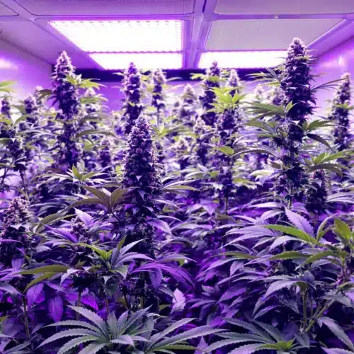 Indoor cannabis grow room showcasing thriving big yield strains under LED lights.