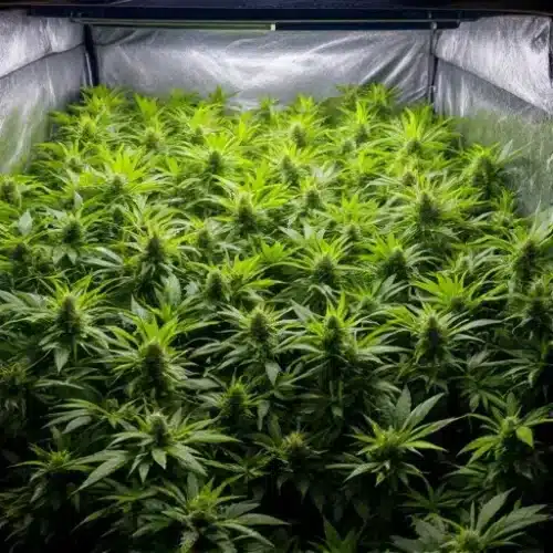 Indoor cannabis plants with dense buds grown using SCROG technique under LED lights.