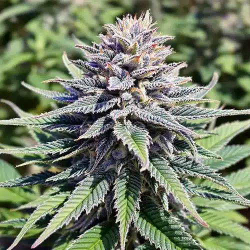Blueberry cannabis seeds yielding a robust plant with dense, resinous buds and vibrant green foliage under the sun.