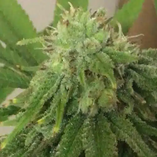Close-up of a Blueberry Regular cannabis bud, glistening with resin and surrounded by vibrant green leaves