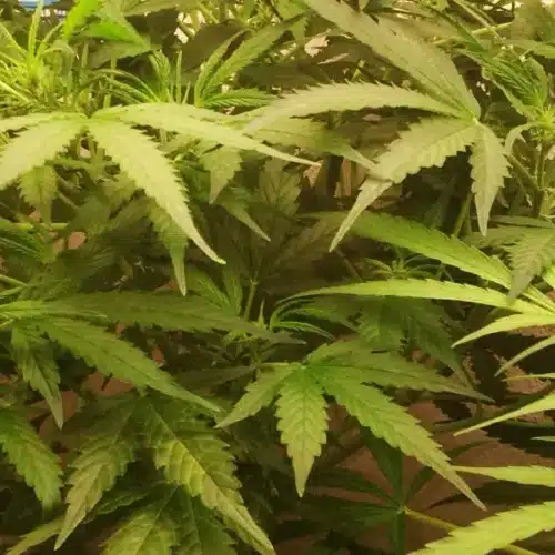Lush Chocolope Candy Regular plants with vibrant green leaves, thriving in an indoor grow environment under optimal lighting.