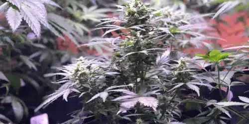 Infographic of GSC X Sour Diesel strain detailing effects, physical characteristics, aroma, and medicinal uses