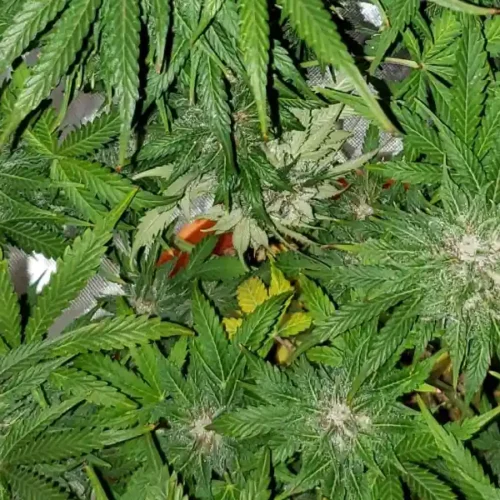 Overhead view of thriving Kush CBD Auto plants with vibrant green leaves and frosty buds in a well-lit grow space