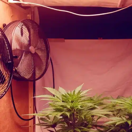 Indoor grow setup with cannabis plants under grow tent fans and soft lighting, ensuring optimal air circulation and plant health