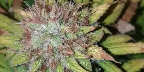 Close-up of Critical Sunset Autoflower bud with frosty trichomes, vibrant green and yellow hues, and reddish pistils.