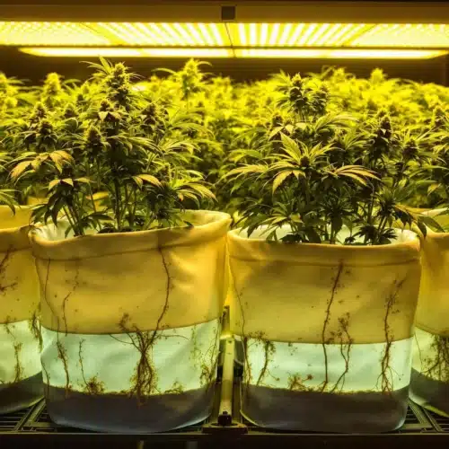 Cannabis plants in fabric pots under grow lights in an indoor setup.