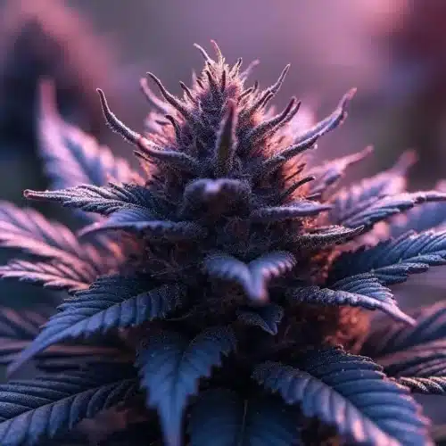 Field of purple cannabis strains with rich hues of green and red, illuminated by golden sunlight in a serene environment