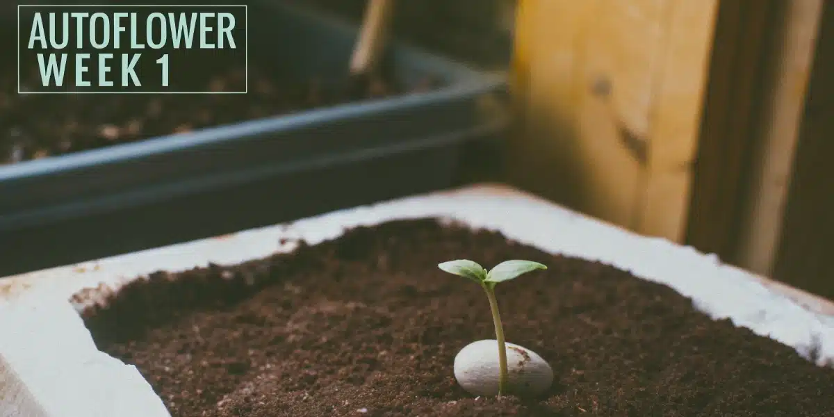 Newly sprouted autoflower cannabis seedling in a soil tray labeled 'Autoflower Week 1,' with early growth visible