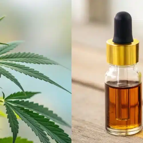 Split image of a cannabis plant on left and two CBD oil dropper bottles on right.