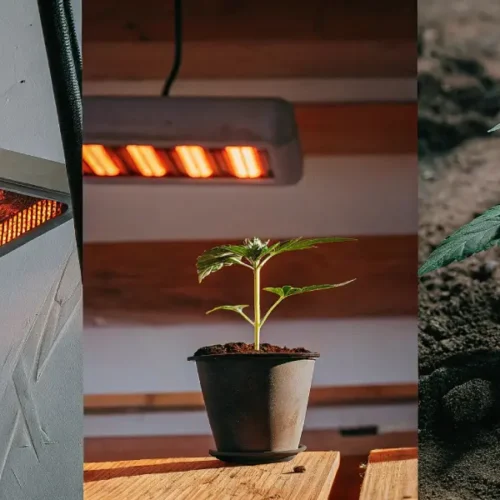 Composite image showing grow lights, a potted seedling, and a planted seedling in soil.