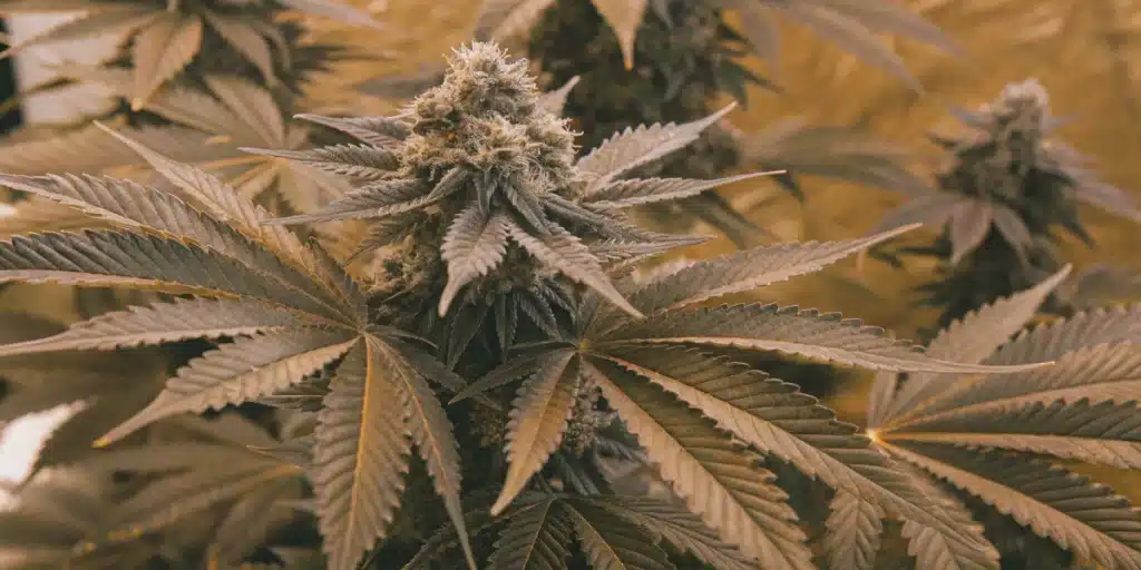 Close-up of Skunk x Northern Lights Fast Version cannabis plant with large, resinous buds and vibrant green leaves