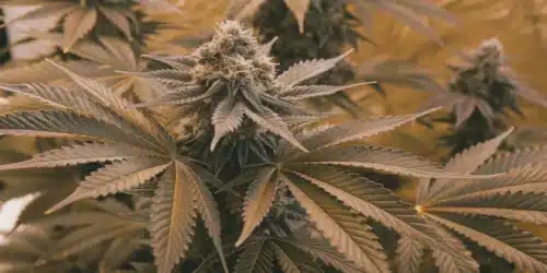 Close-up of Skunk x Northern Lights Fast Version cannabis plant with large, resinous buds and vibrant green leaves