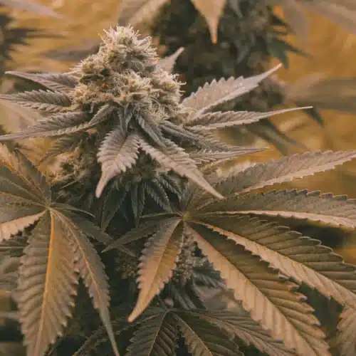 Close-up of Skunk x Northern Lights Fast Version cannabis plant with large, resinous buds and vibrant green leaves