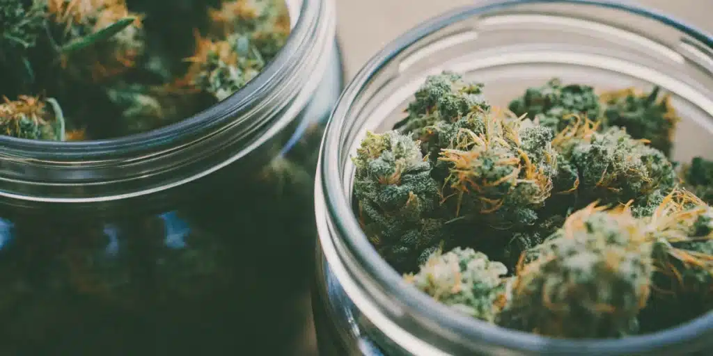 Mature Strawberry Cheese Auto cannabis plant featuring robust buds and lush green foliage in an outdoor grow.

